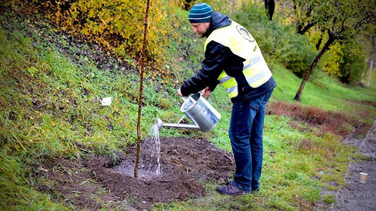 Praha spustí projekt adopce stromů